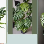 Planting Joy: Elevate Your Space with 20 Monstera Care Tips