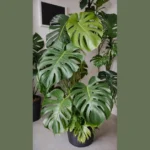 The Art of Caring: 20 Essential Tips for Your Monstera Plant