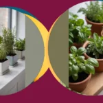 Transform Your Cooking with Indoor Herb Plants for the Holidays
